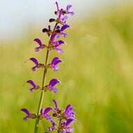 Clary Sage Essential Oil